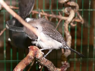 junger Ringelastrild